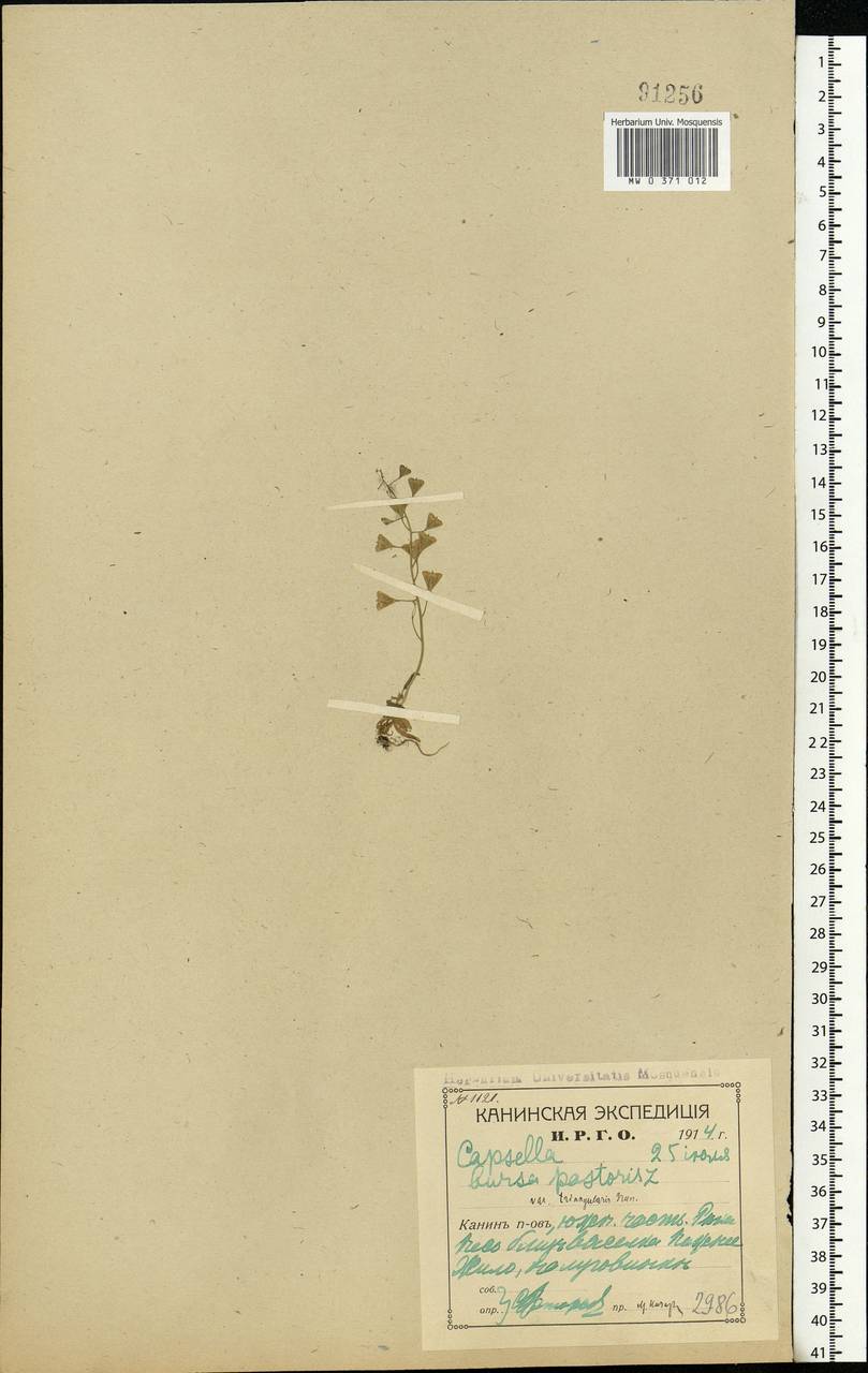 Capsella bursa-pastoris (L.) Medik., Eastern Europe, Northern region (E1) (Russia)