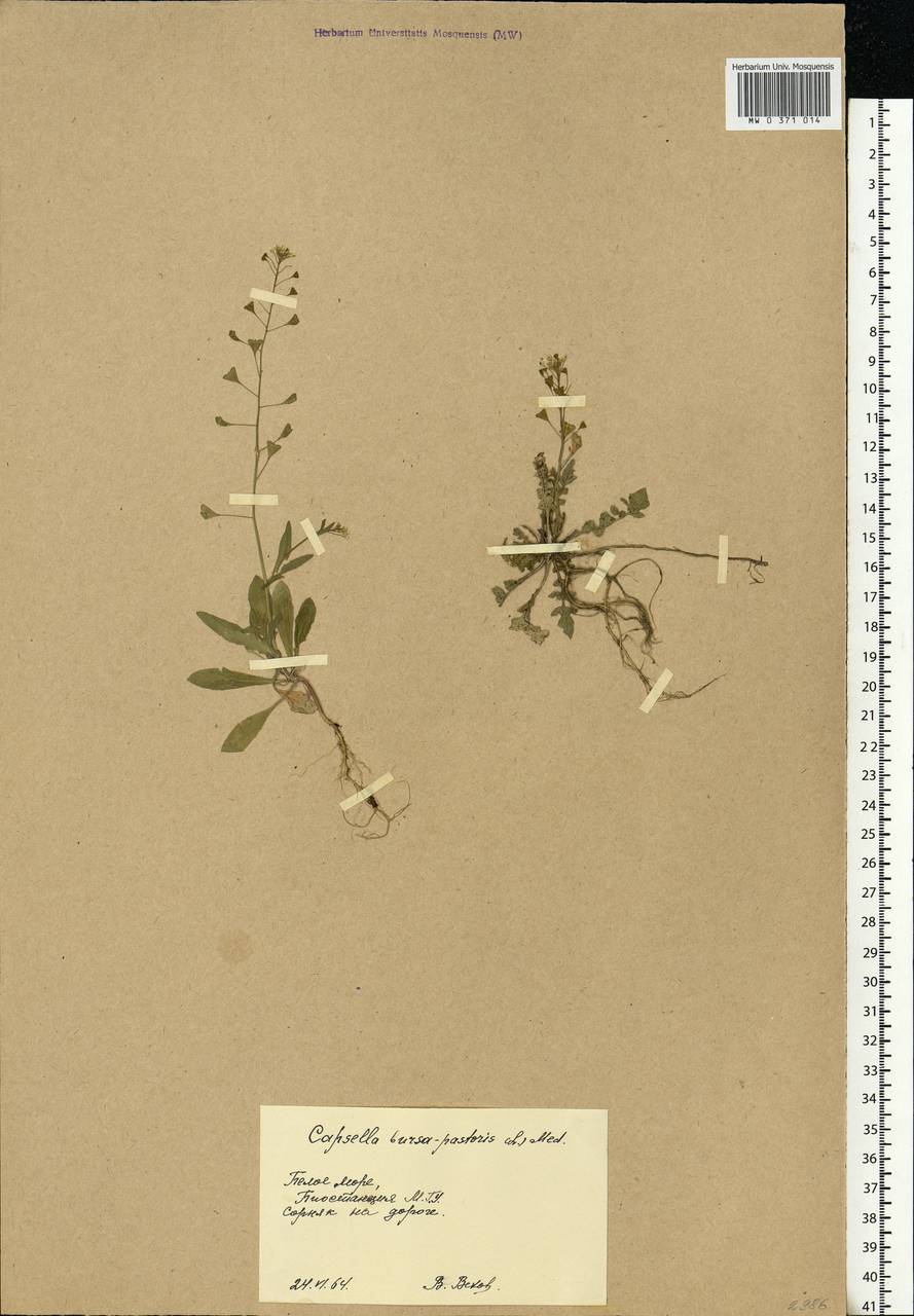 Capsella bursa-pastoris (L.) Medik., Eastern Europe, Northern region (E1) (Russia)