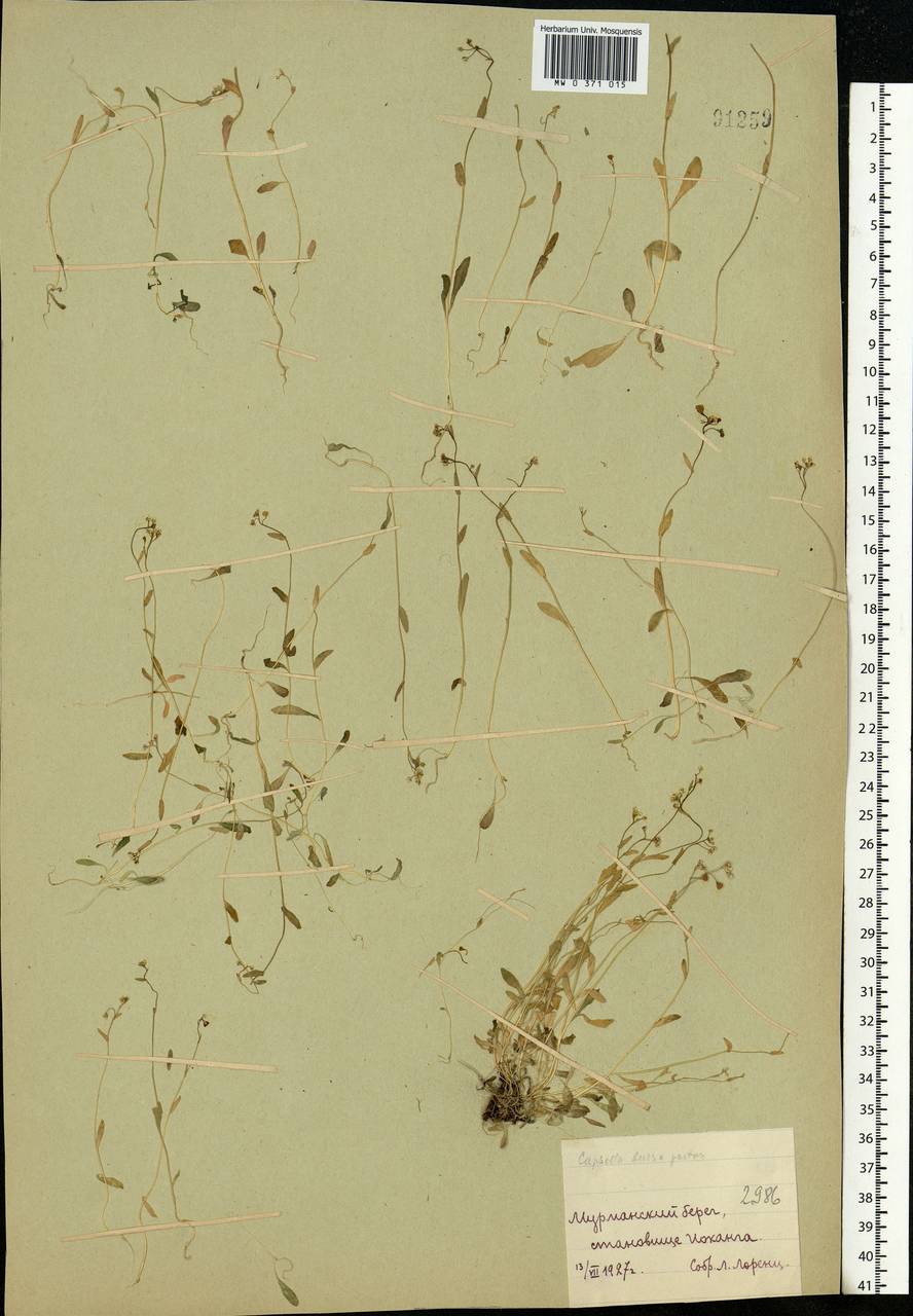 Capsella bursa-pastoris (L.) Medik., Eastern Europe, Northern region (E1) (Russia)