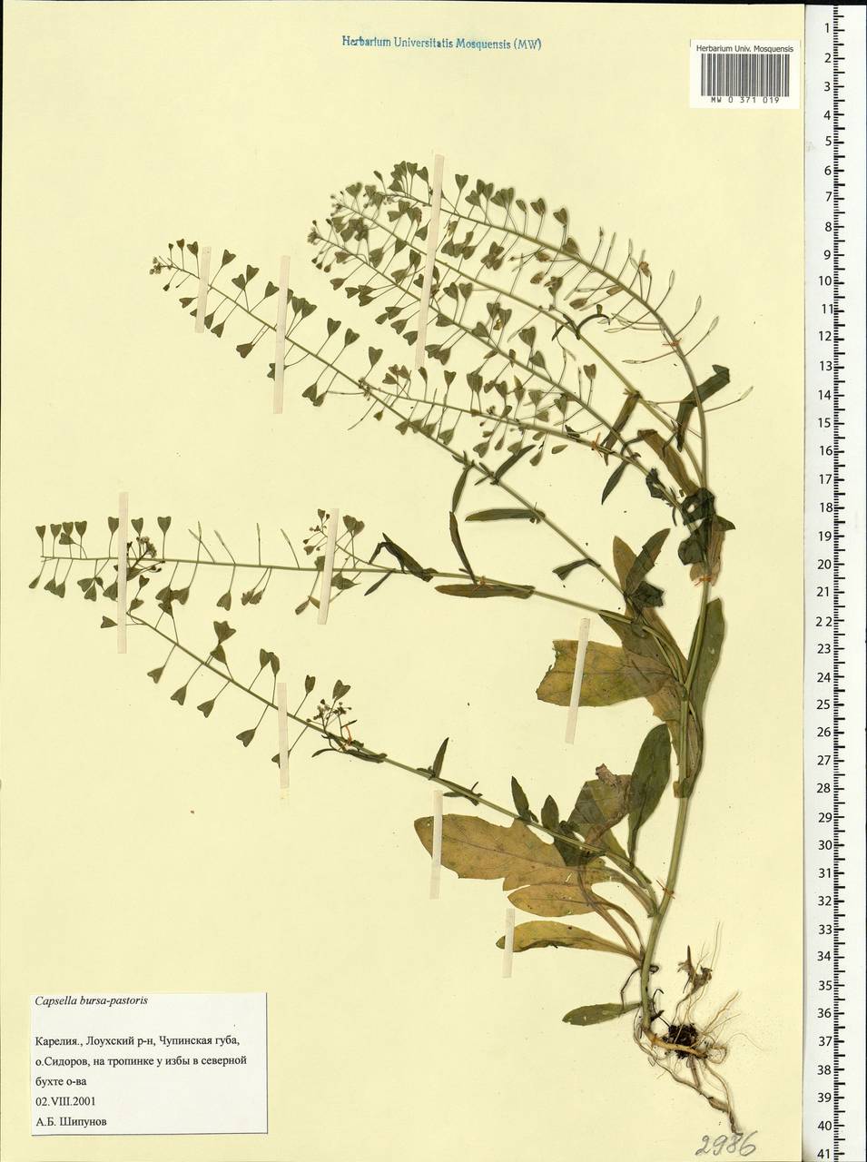 Capsella bursa-pastoris (L.) Medik., Eastern Europe, Northern region (E1) (Russia)