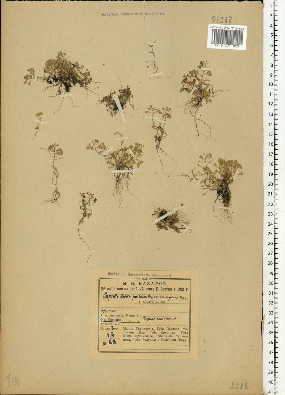 Capsella bursa-pastoris (L.) Medik., Eastern Europe, Northern region (E1) (Russia)