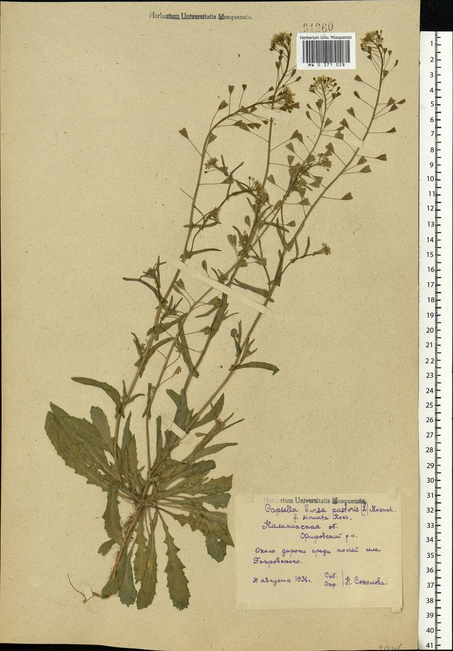 Capsella bursa-pastoris (L.) Medik., Eastern Europe, North-Western region (E2) (Russia)