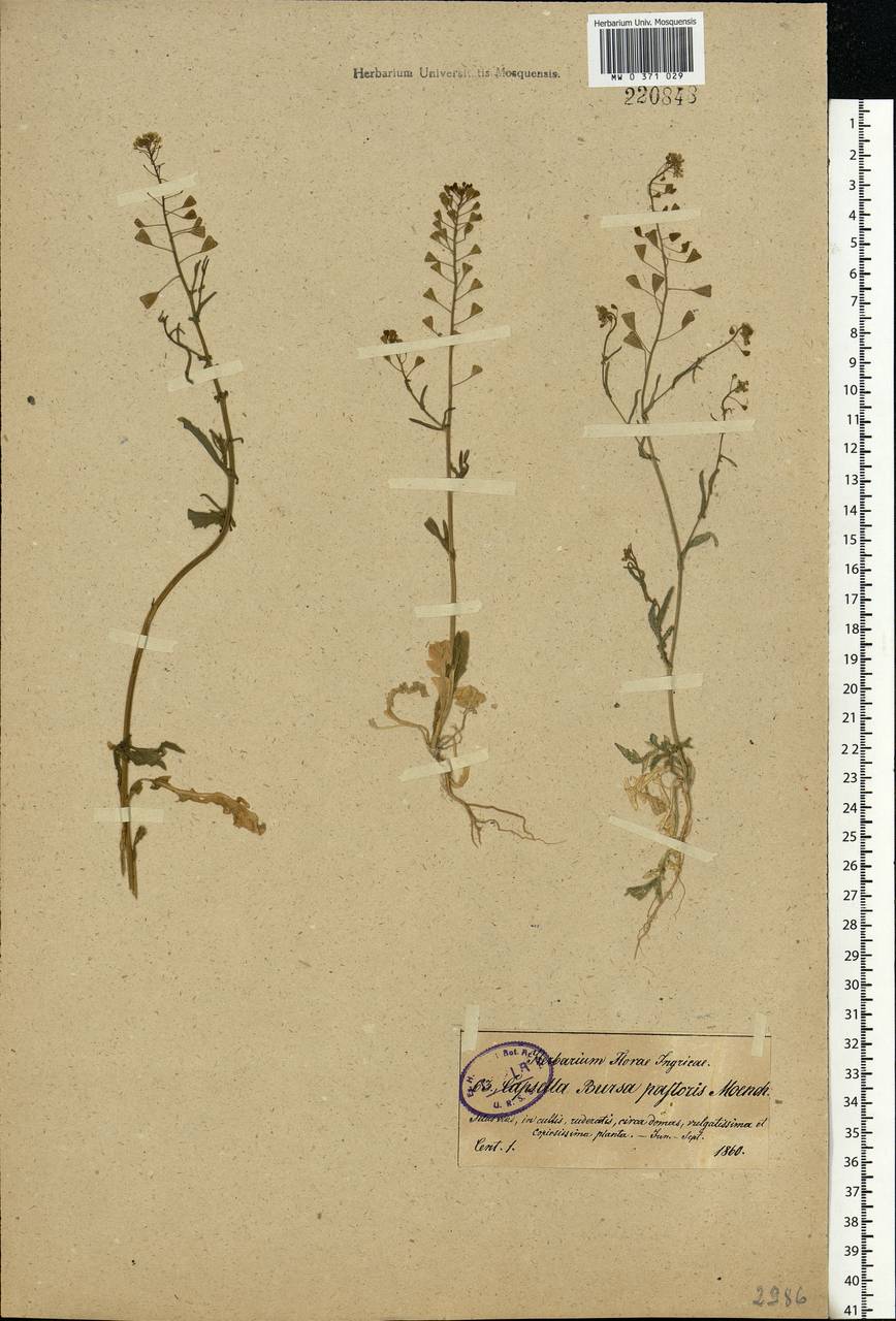 Capsella bursa-pastoris (L.) Medik., Eastern Europe, North-Western region (E2) (Russia)