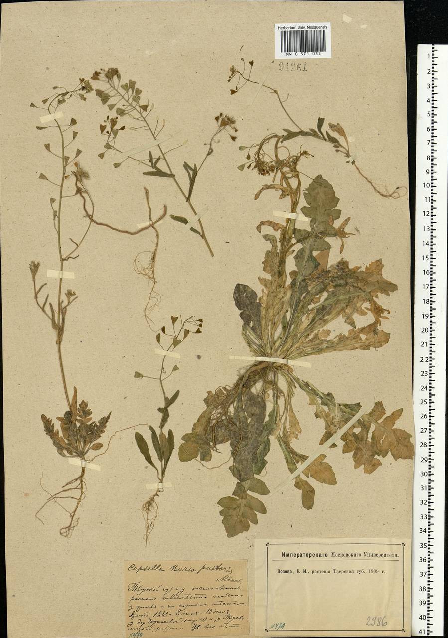 Capsella bursa-pastoris (L.) Medik., Eastern Europe, North-Western region (E2) (Russia)