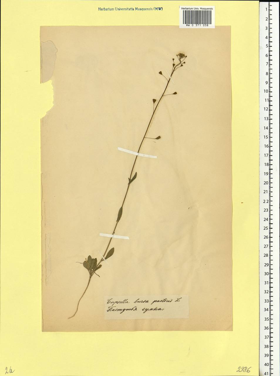 Capsella bursa-pastoris (L.) Medik., Eastern Europe, Belarus (E3a) (Belarus)