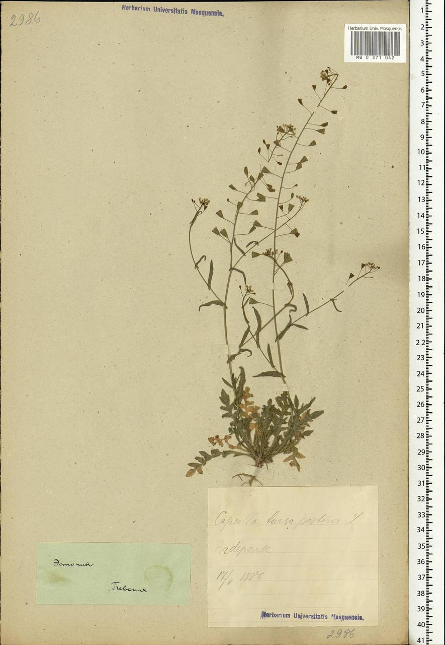 Capsella bursa-pastoris (L.) Medik., Eastern Europe, Estonia (E2c) (Estonia)