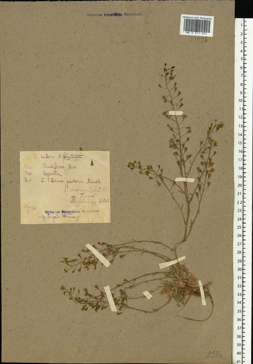 Capsella bursa-pastoris (L.) Medik., Eastern Europe, Belarus (E3a) (Belarus)