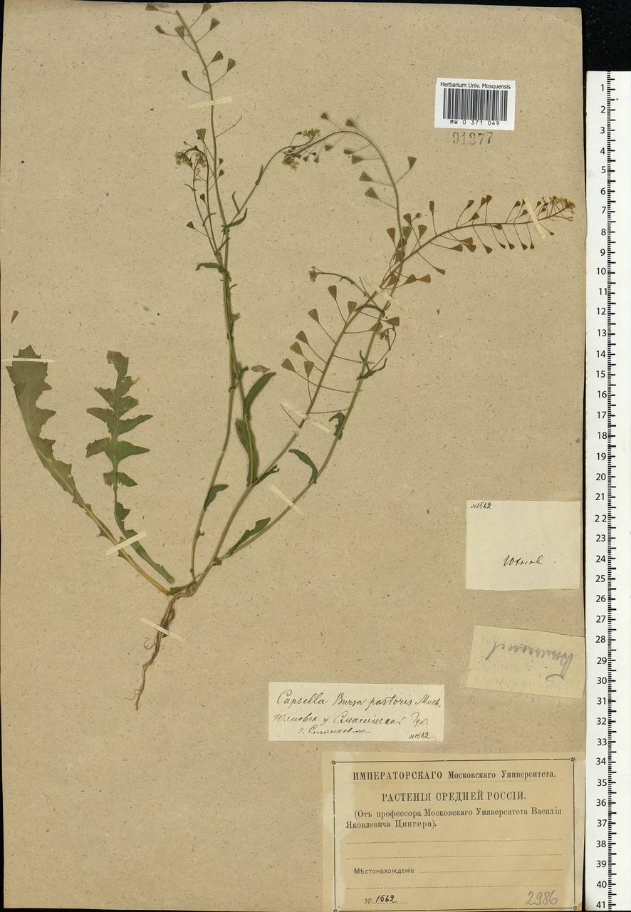 Capsella bursa-pastoris (L.) Medik., Eastern Europe, Central region (E4) (Russia)