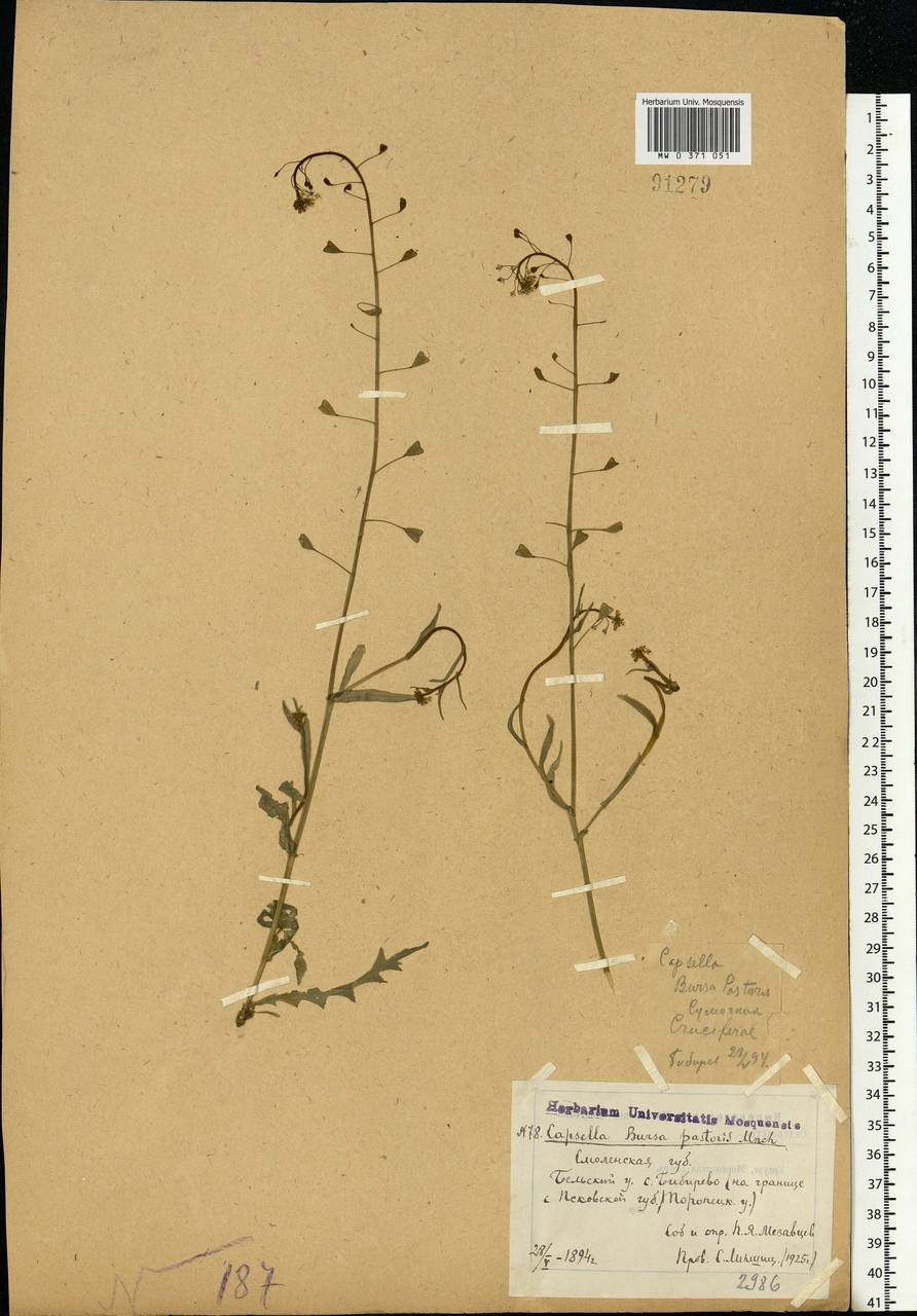 Capsella bursa-pastoris (L.) Medik., Eastern Europe, North-Western region (E2) (Russia)