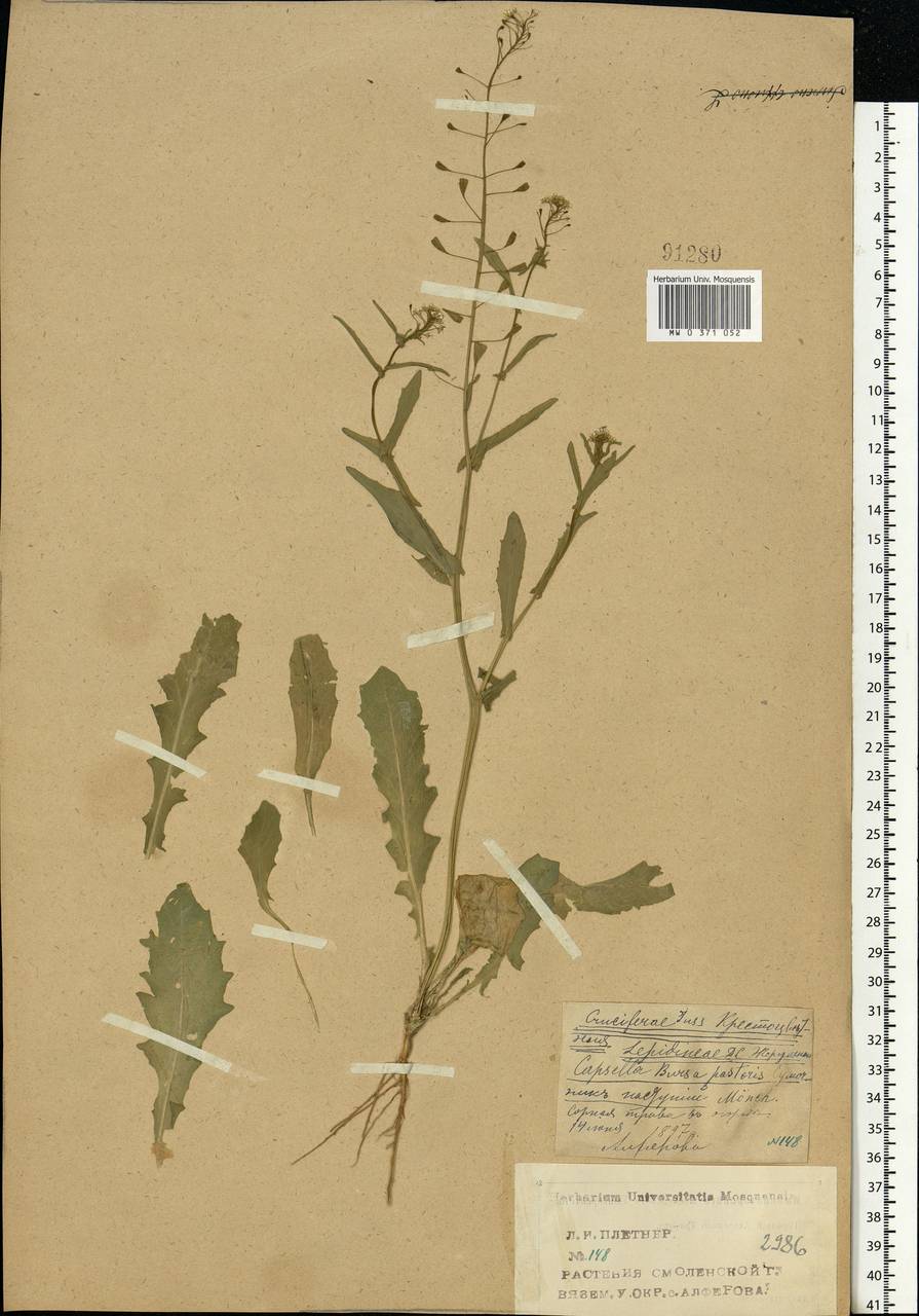 Capsella bursa-pastoris (L.) Medik., Eastern Europe, Western region (E3) (Russia)