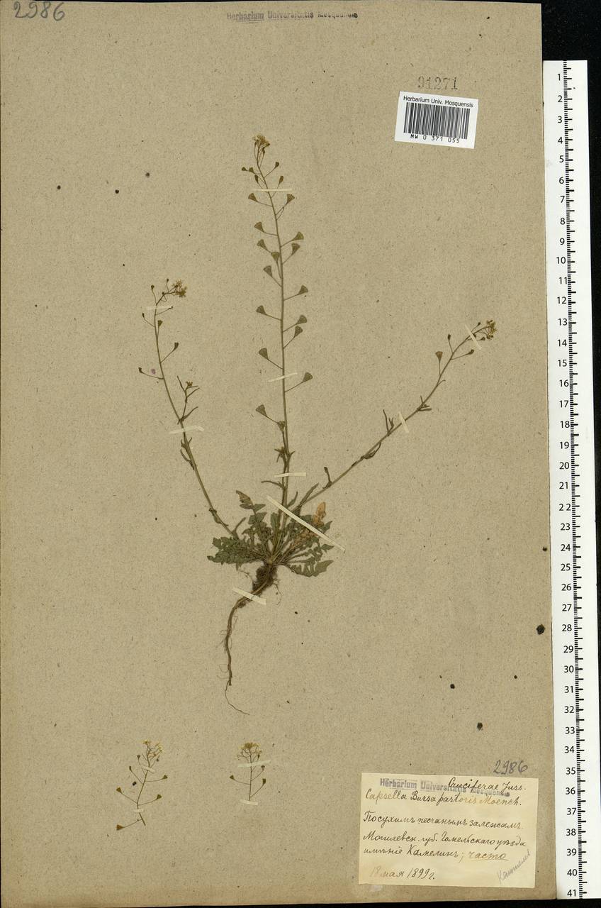 Capsella bursa-pastoris (L.) Medik., Eastern Europe, Belarus (E3a) (Belarus)