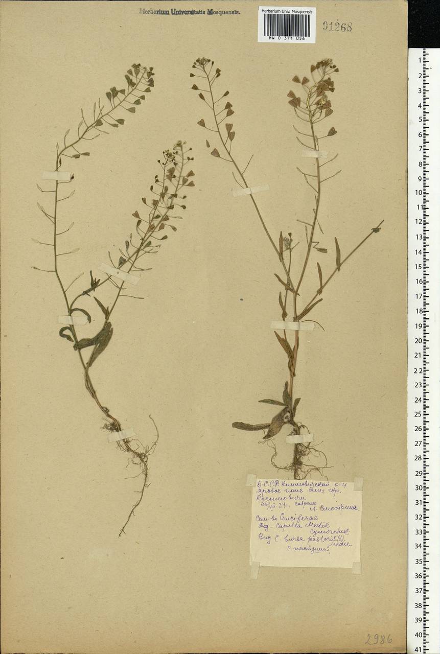 Capsella bursa-pastoris (L.) Medik., Eastern Europe, Belarus (E3a) (Belarus)