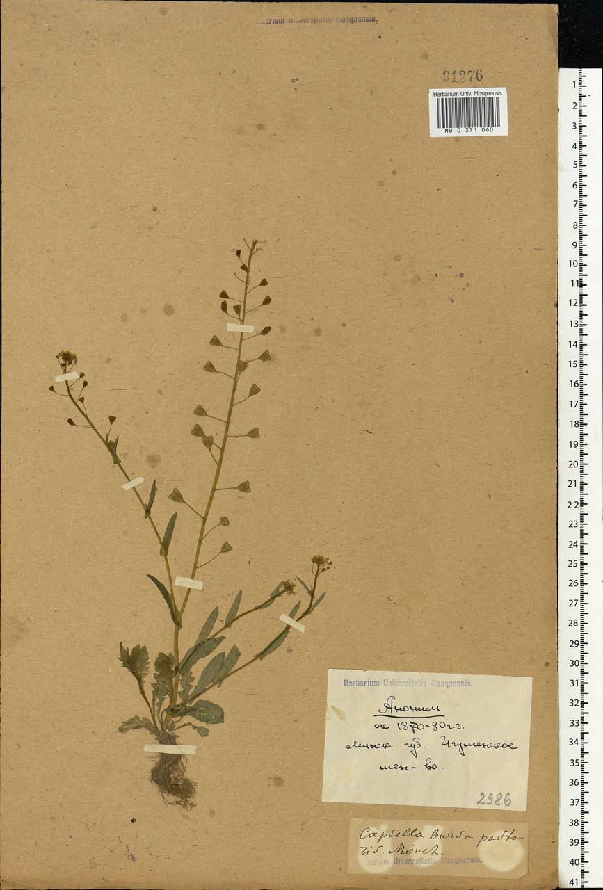 Capsella bursa-pastoris (L.) Medik., Eastern Europe, Belarus (E3a) (Belarus)