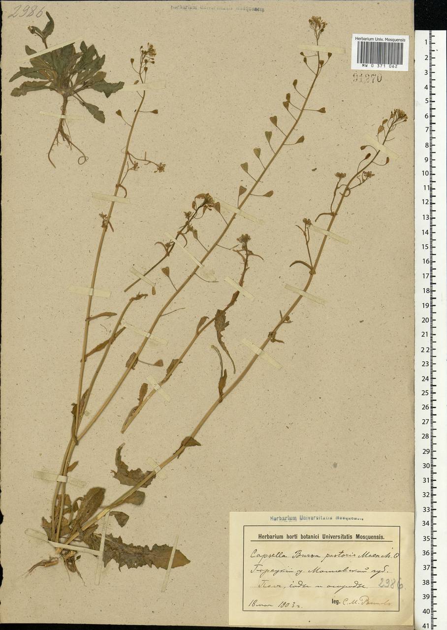 Capsella bursa-pastoris (L.) Medik., Eastern Europe, Belarus (E3a) (Belarus)