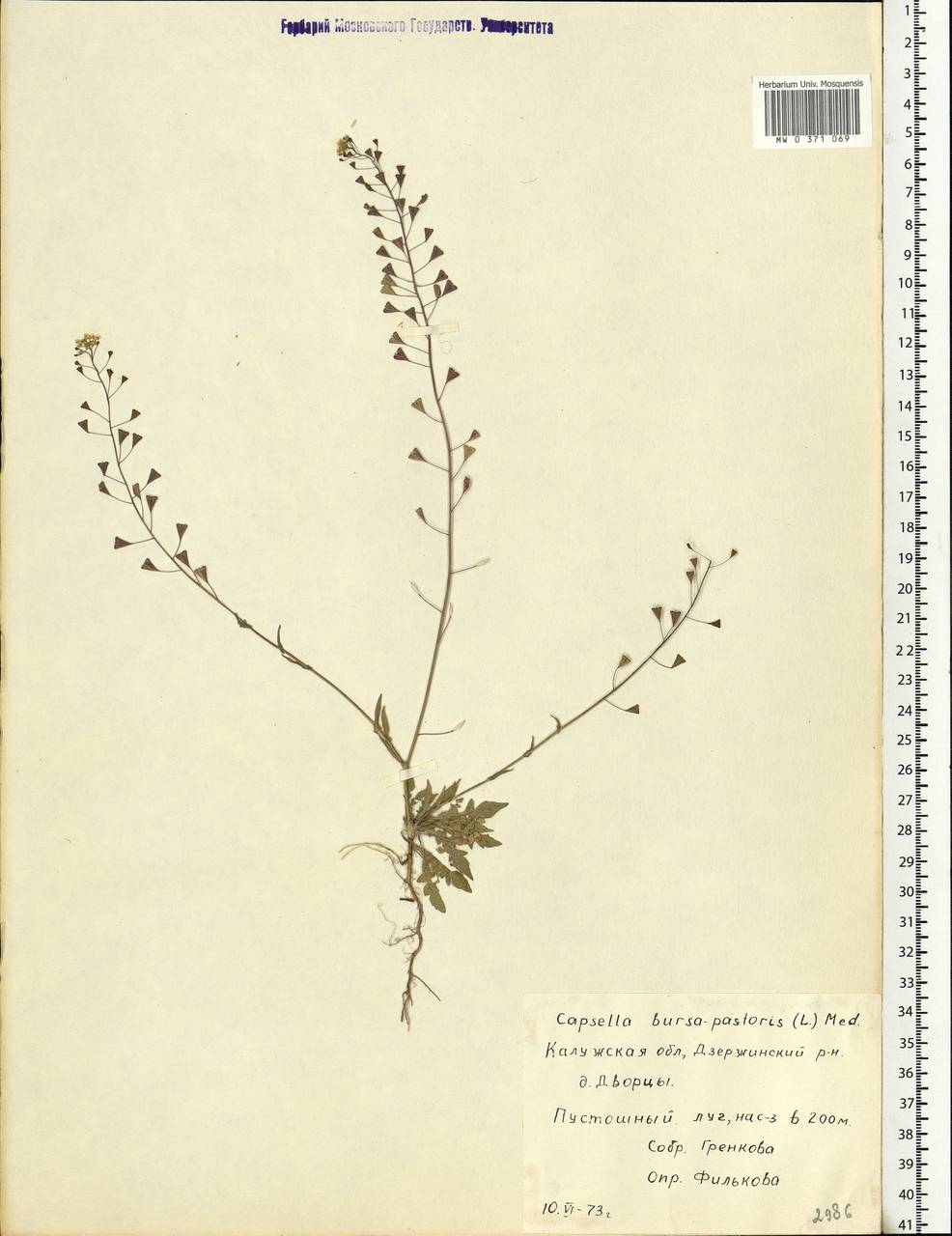 Capsella bursa-pastoris (L.) Medik., Eastern Europe, Central region (E4) (Russia)