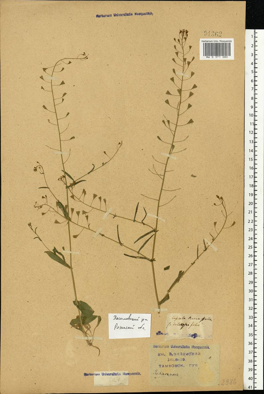 Capsella bursa-pastoris (L.) Medik., Eastern Europe, Central region (E4) (Russia)