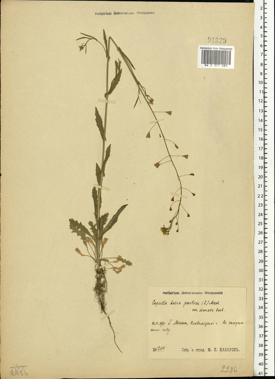 Capsella bursa-pastoris (L.) Medik., Eastern Europe, Central region (E4) (Russia)