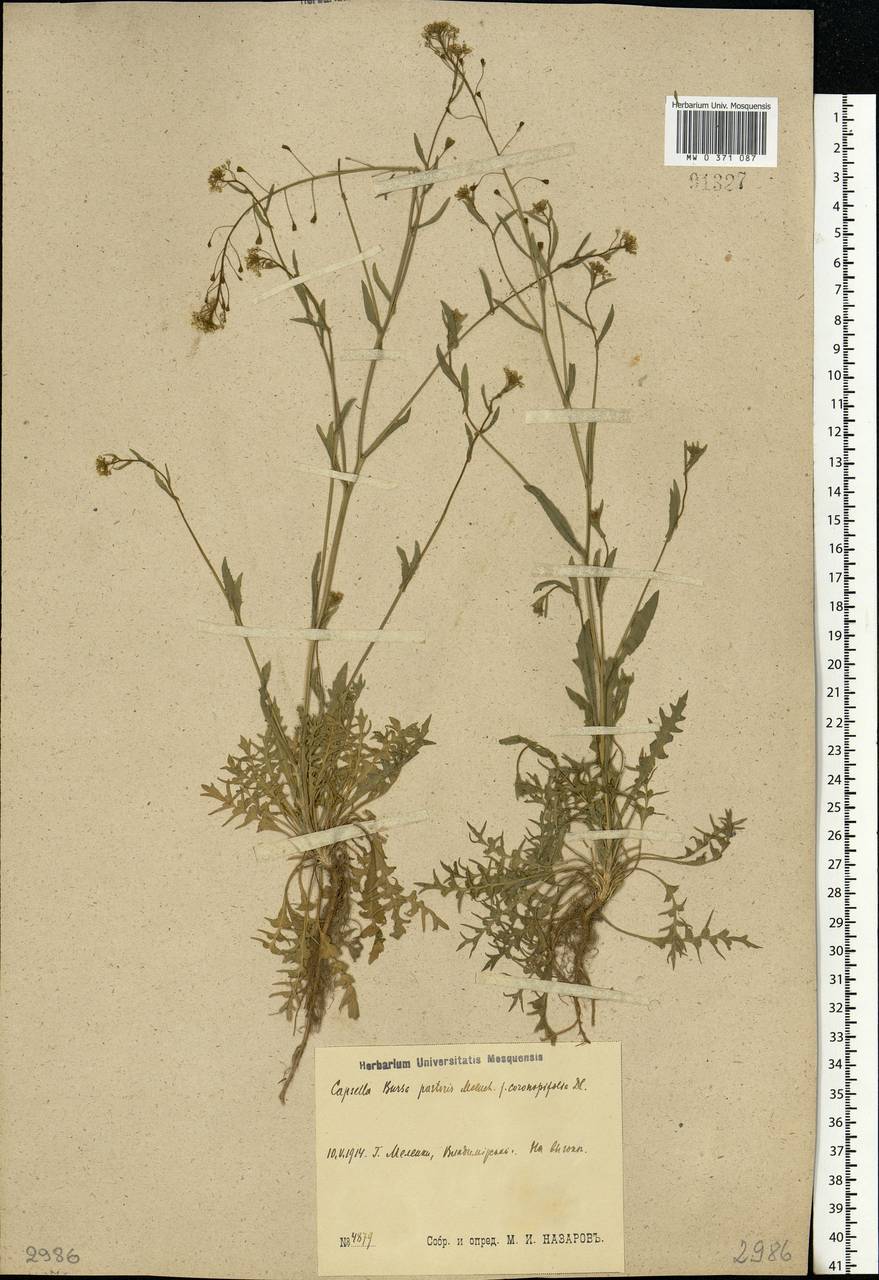 Capsella bursa-pastoris (L.) Medik., Eastern Europe, Central region (E4) (Russia)