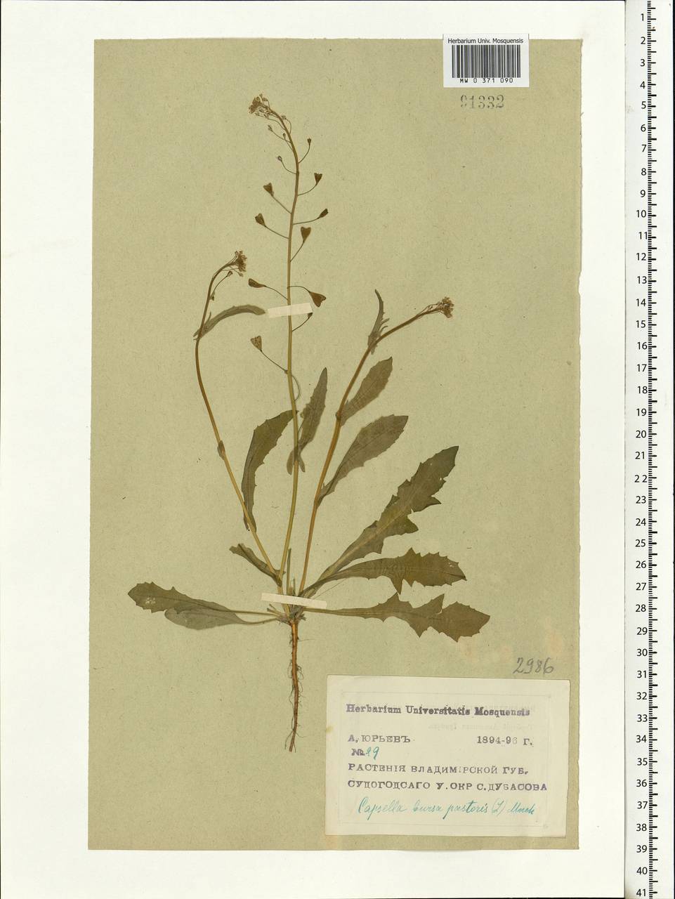 Capsella bursa-pastoris (L.) Medik., Eastern Europe, Central region (E4) (Russia)