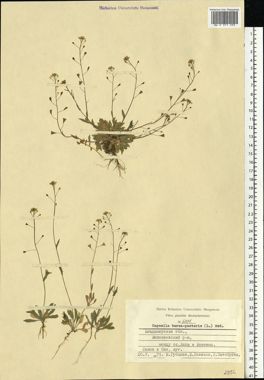 Capsella bursa-pastoris (L.) Medik., Eastern Europe, Central region (E4) (Russia)