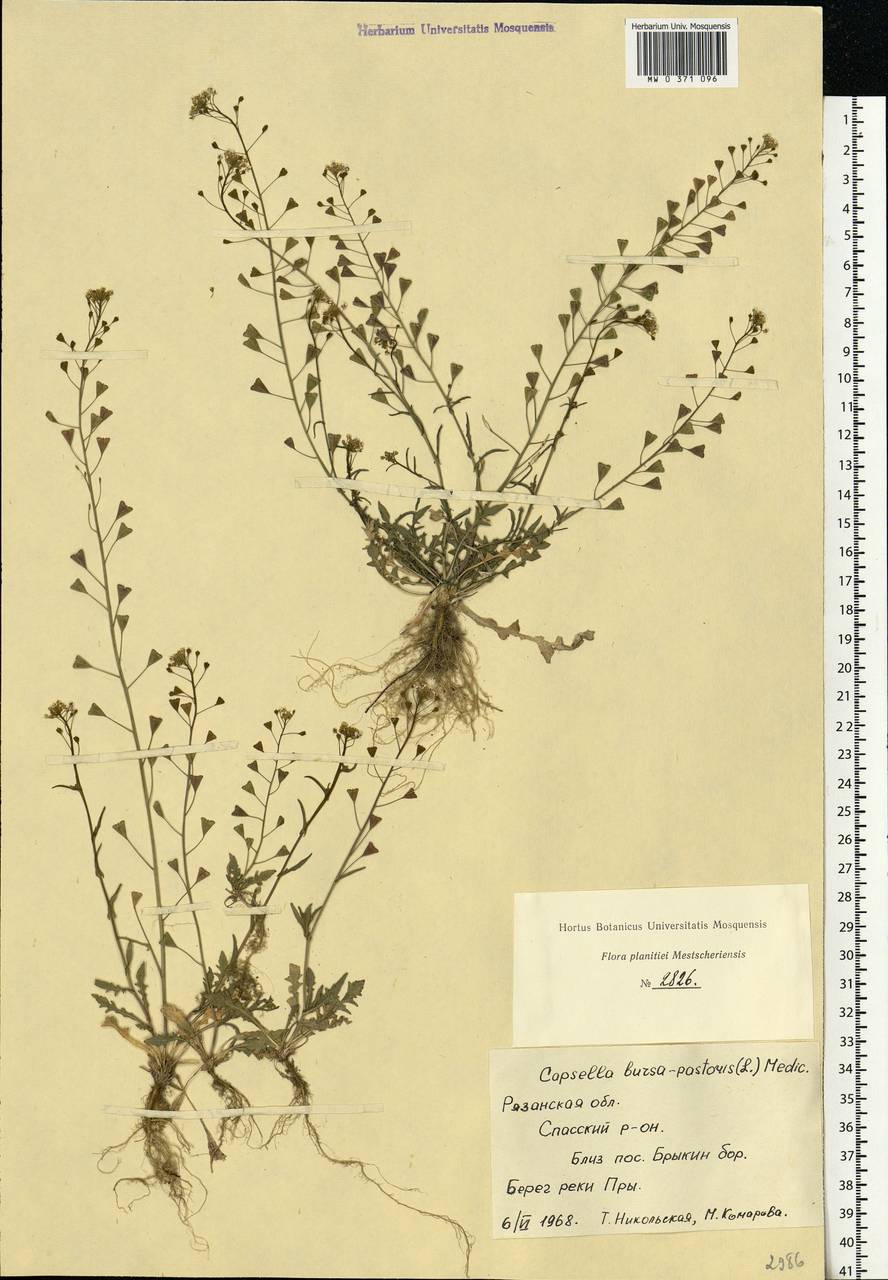 Capsella bursa-pastoris (L.) Medik., Eastern Europe, Central region (E4) (Russia)