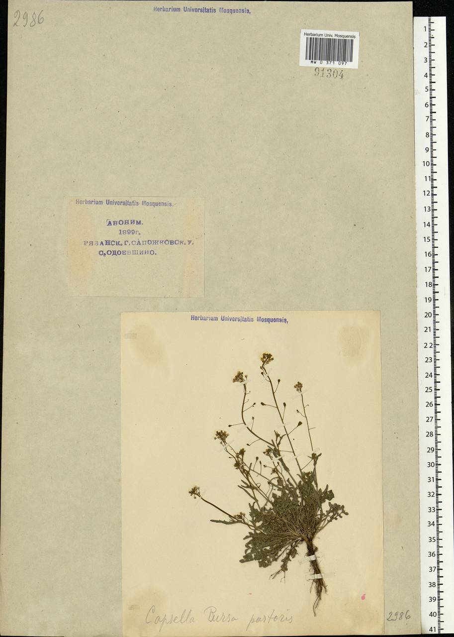 Capsella bursa-pastoris (L.) Medik., Eastern Europe, Central region (E4) (Russia)