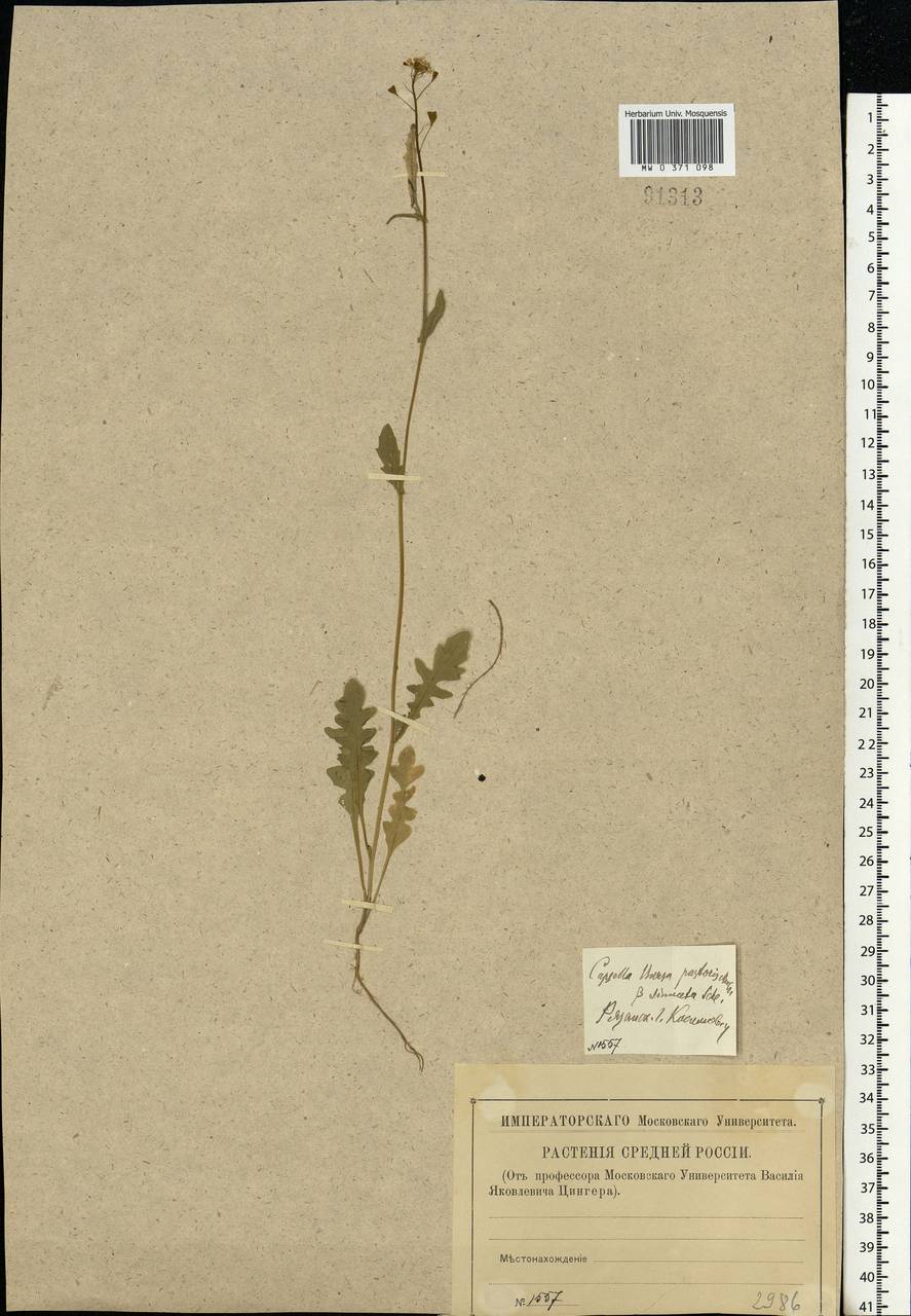 Capsella bursa-pastoris (L.) Medik., Eastern Europe, Central region (E4) (Russia)