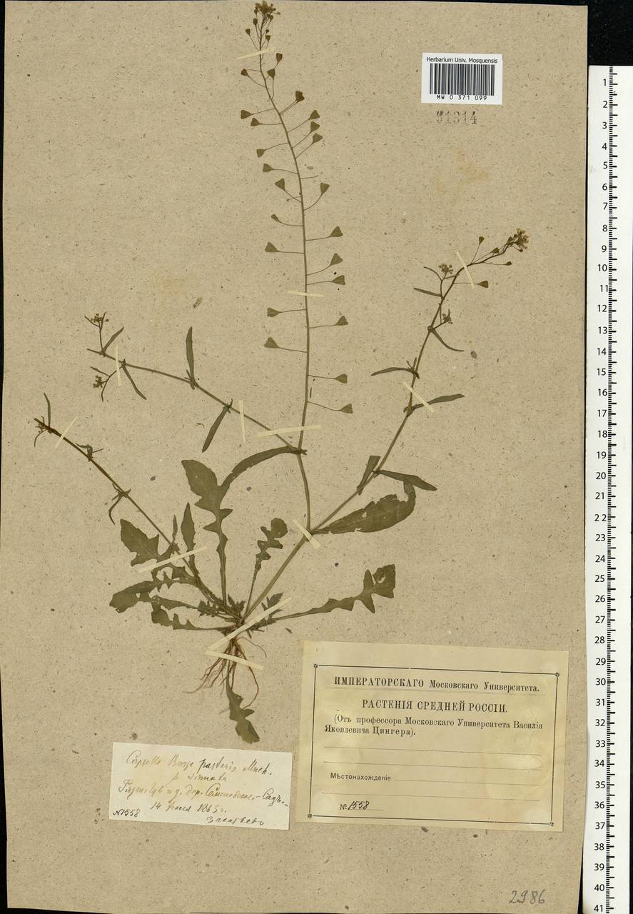 Capsella bursa-pastoris (L.) Medik., Eastern Europe, Central region (E4) (Russia)