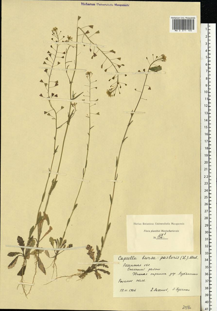 Capsella bursa-pastoris (L.) Medik., Eastern Europe, Central region (E4) (Russia)