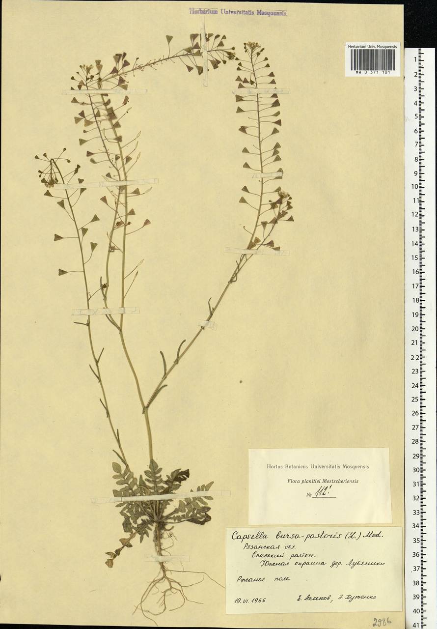Capsella bursa-pastoris (L.) Medik., Eastern Europe, Central region (E4) (Russia)