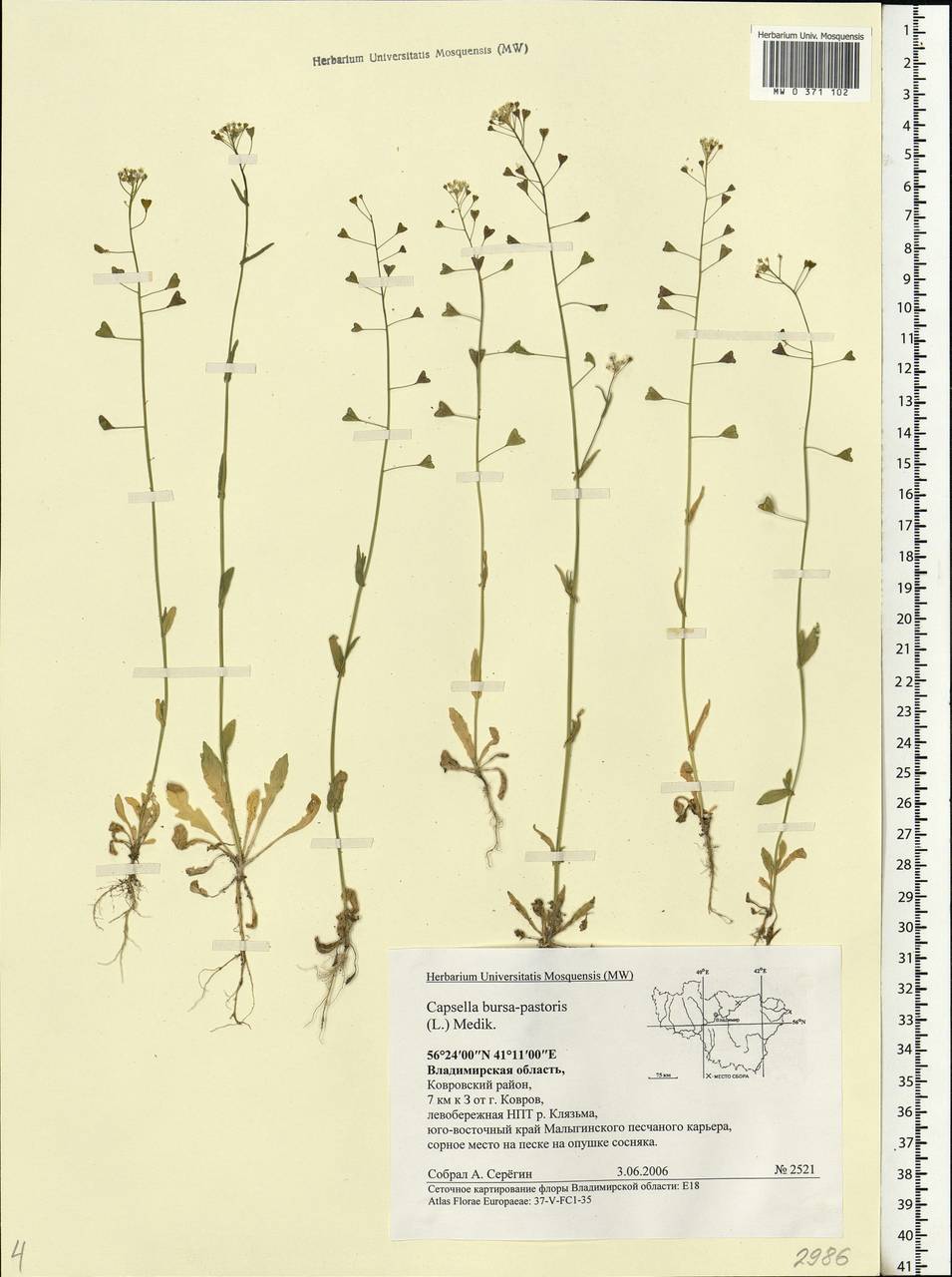 Capsella bursa-pastoris (L.) Medik., Eastern Europe, Central region (E4) (Russia)