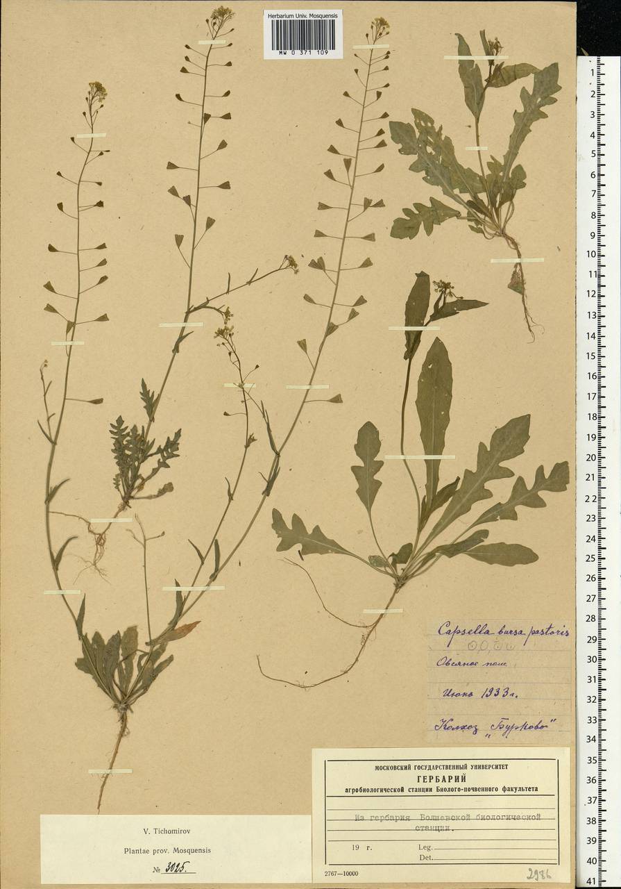 Capsella bursa-pastoris (L.) Medik., Eastern Europe, Moscow region (E4a) (Russia)