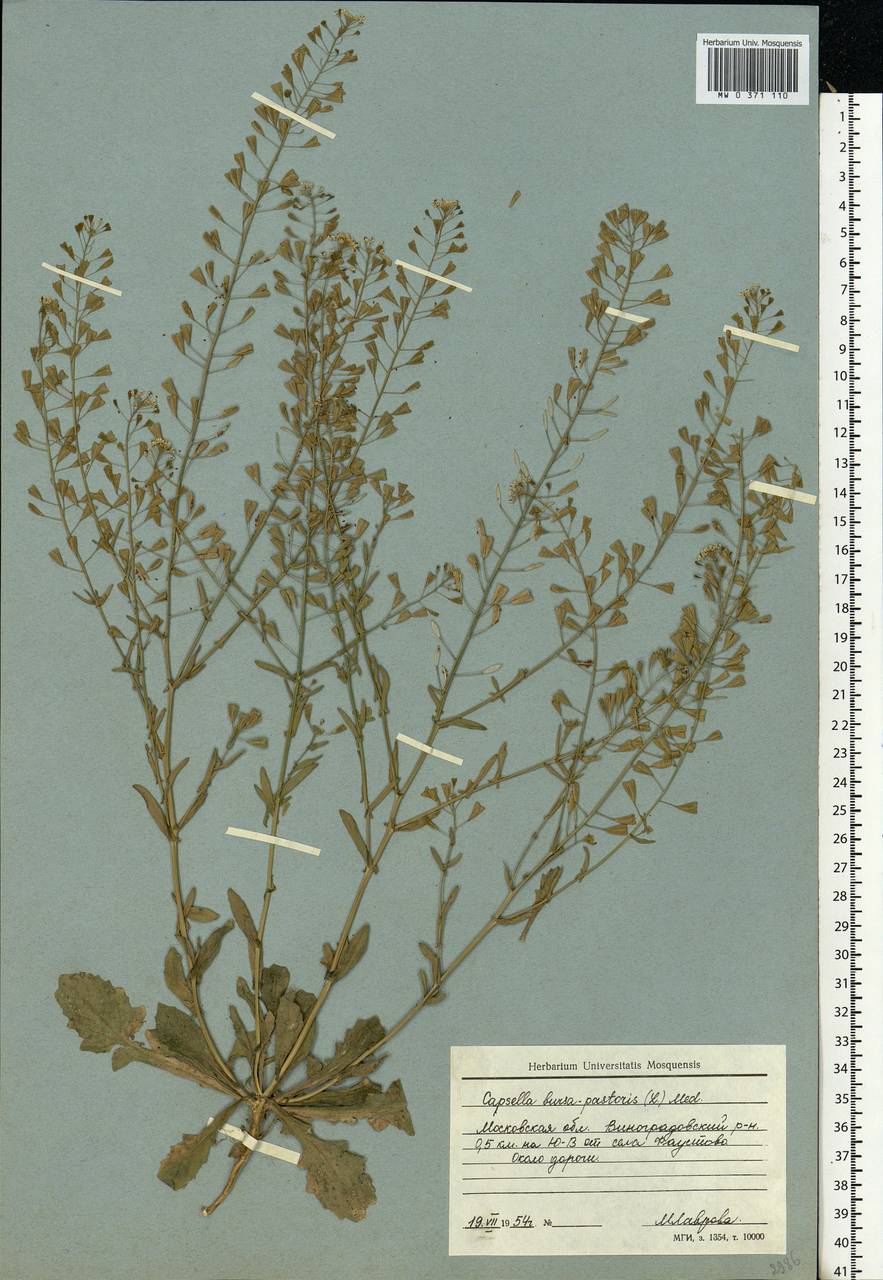 Capsella bursa-pastoris (L.) Medik., Eastern Europe, Moscow region (E4a) (Russia)