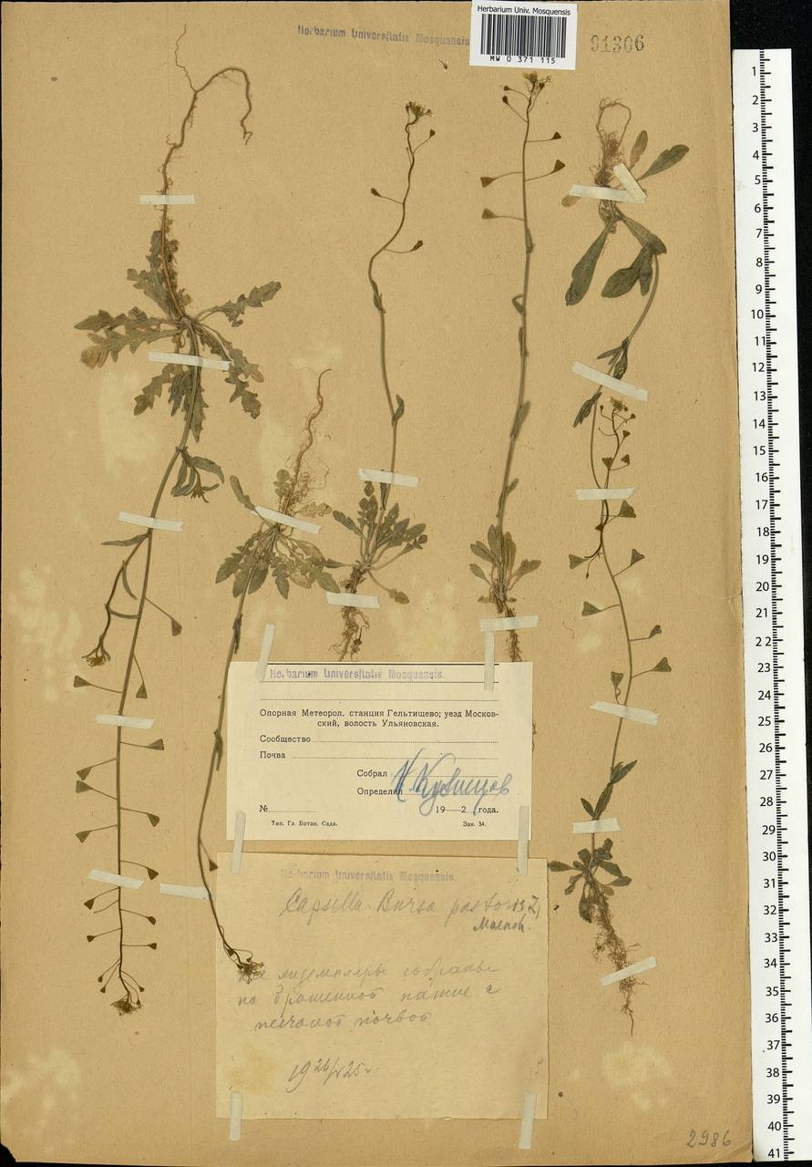 Capsella bursa-pastoris (L.) Medik., Eastern Europe, Moscow region (E4a) (Russia)