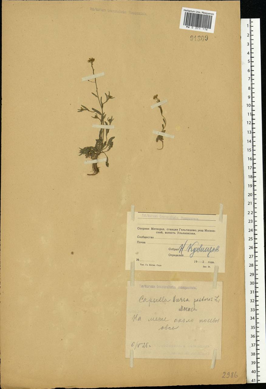 Capsella bursa-pastoris (L.) Medik., Eastern Europe, Moscow region (E4a) (Russia)