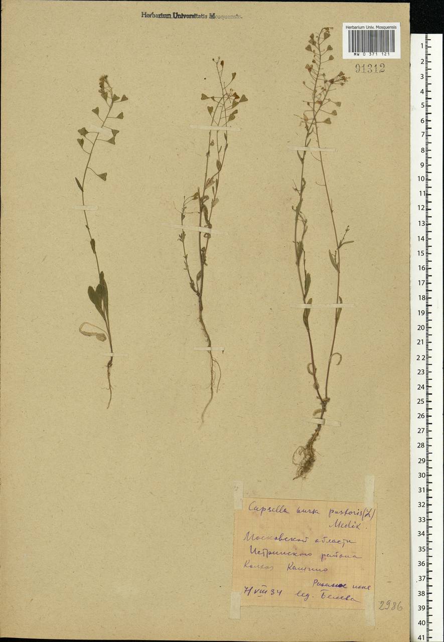 Capsella bursa-pastoris (L.) Medik., Eastern Europe, Moscow region (E4a) (Russia)