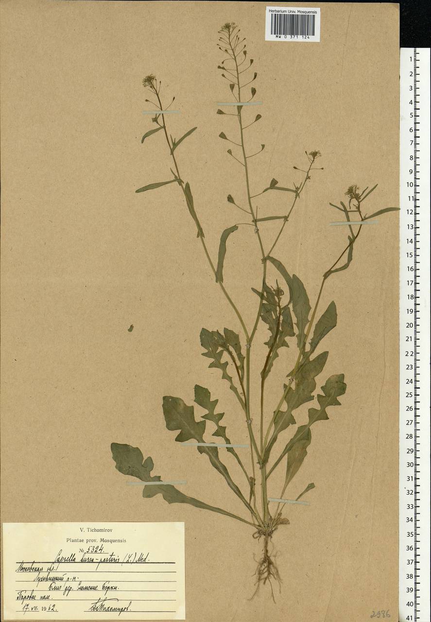 Capsella bursa-pastoris (L.) Medik., Eastern Europe, Moscow region (E4a) (Russia)
