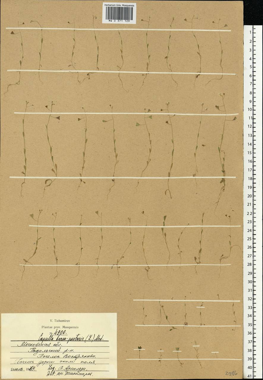 Capsella bursa-pastoris (L.) Medik., Eastern Europe, Moscow region (E4a) (Russia)