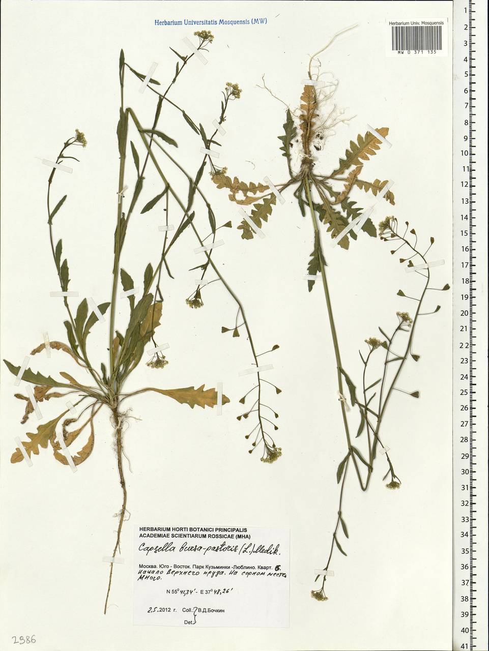 Capsella bursa-pastoris (L.) Medik., Eastern Europe, Moscow region (E4a) (Russia)