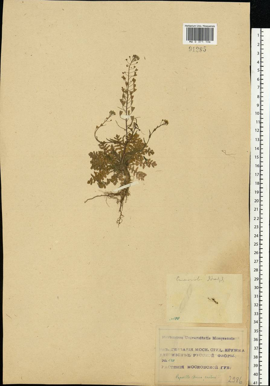 Capsella bursa-pastoris (L.) Medik., Eastern Europe, Moscow region (E4a) (Russia)