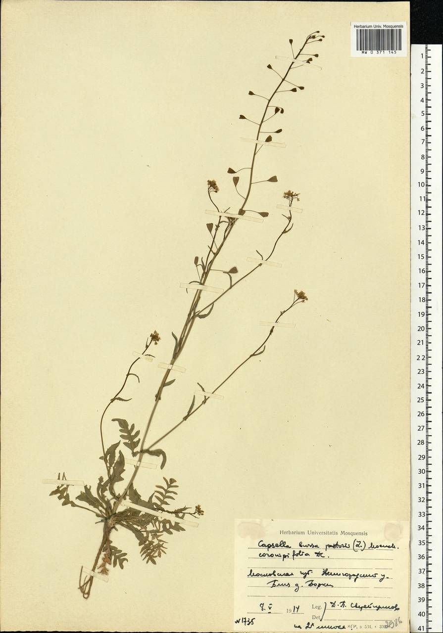 Capsella bursa-pastoris (L.) Medik., Eastern Europe, Moscow region (E4a) (Russia)