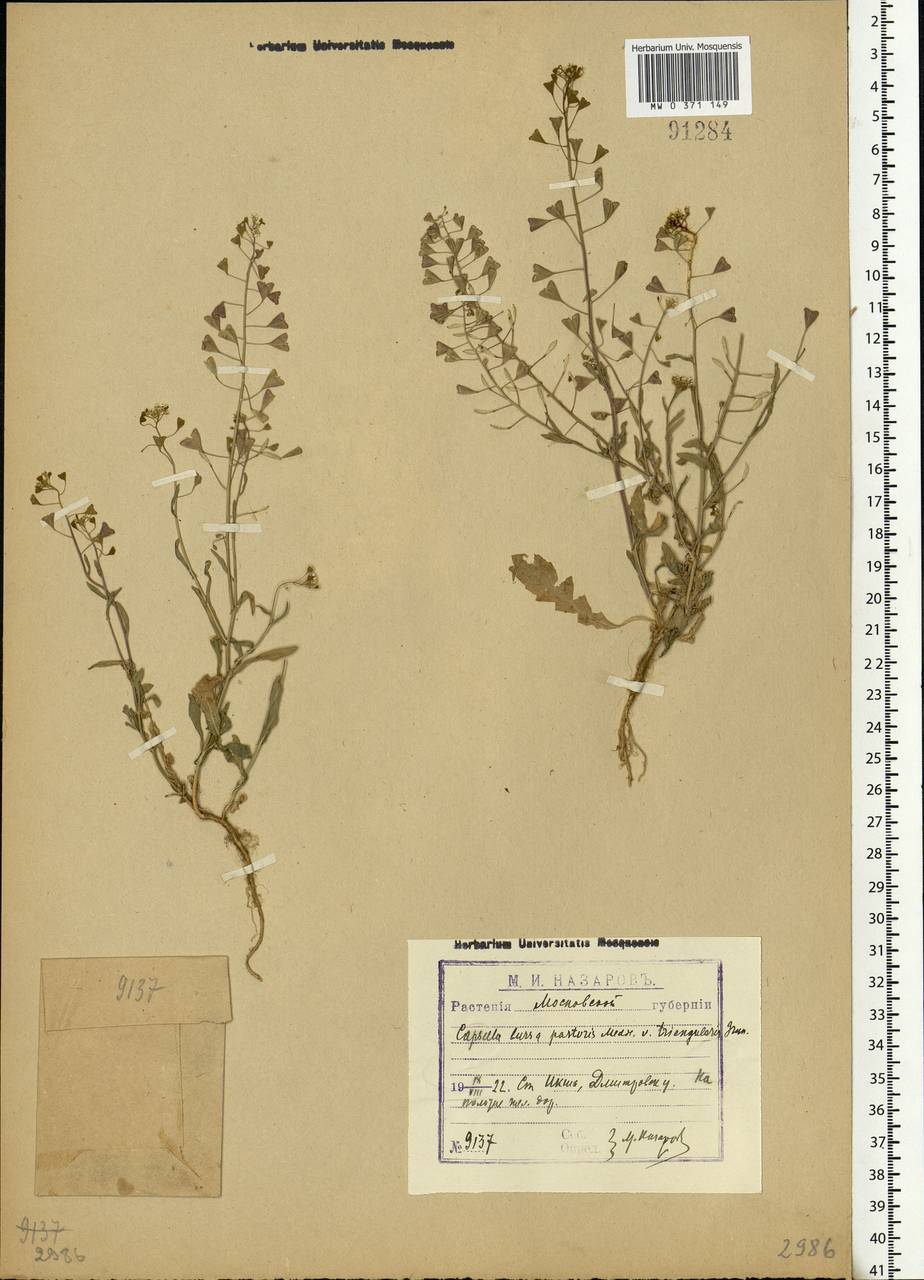 Capsella bursa-pastoris (L.) Medik., Eastern Europe, Moscow region (E4a) (Russia)