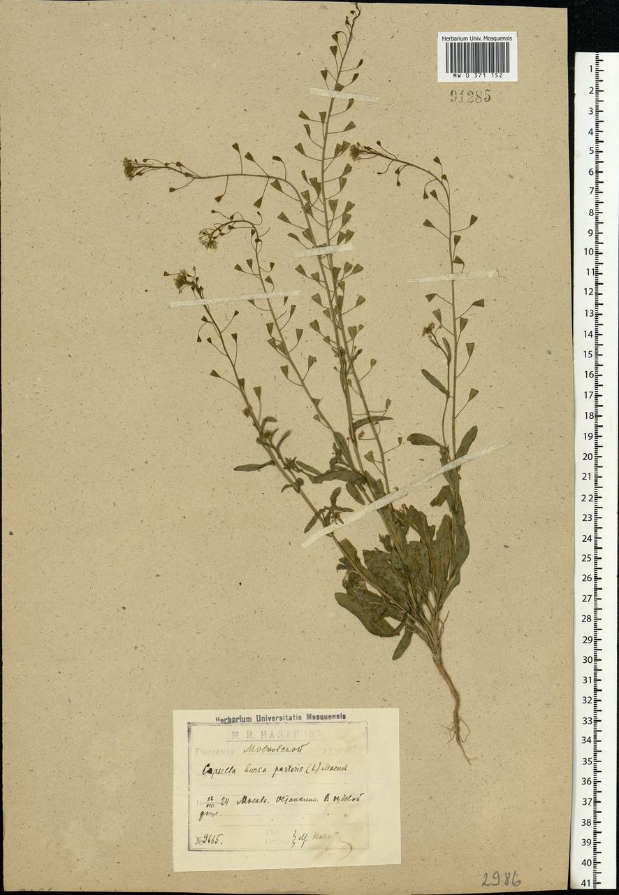Capsella bursa-pastoris (L.) Medik., Eastern Europe, Moscow region (E4a) (Russia)