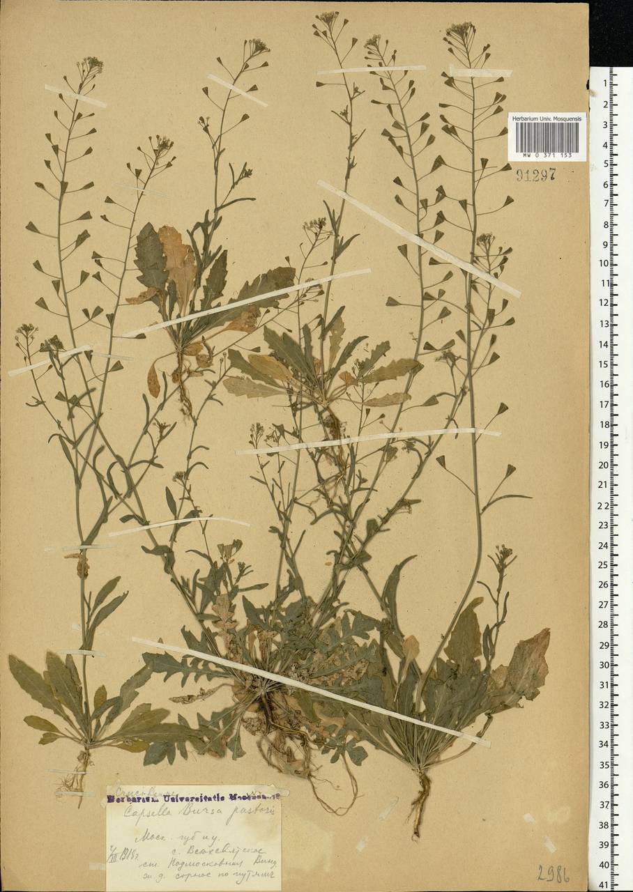 Capsella bursa-pastoris (L.) Medik., Eastern Europe, Moscow region (E4a) (Russia)