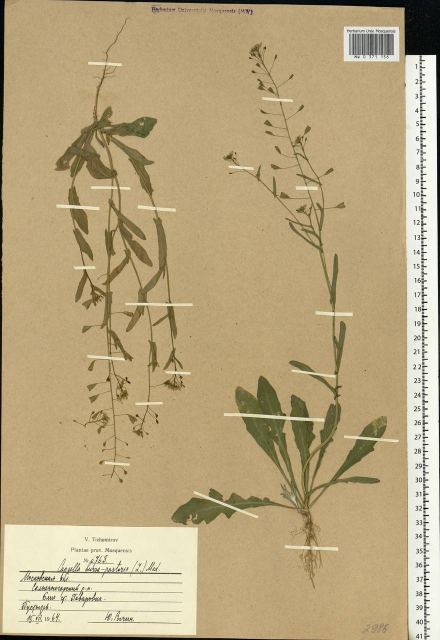 Capsella bursa-pastoris (L.) Medik., Eastern Europe, Moscow region (E4a) (Russia)