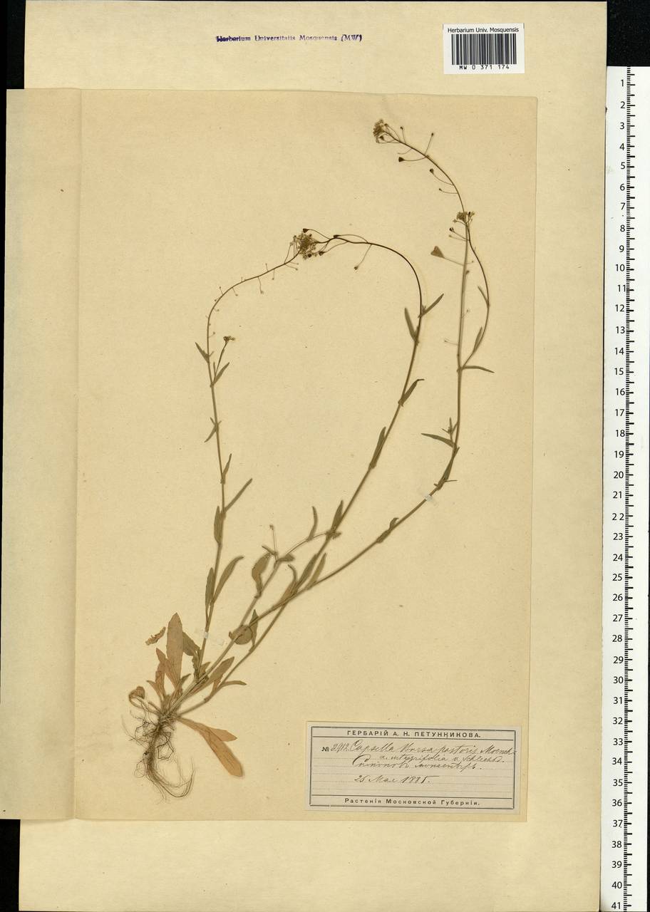 Capsella bursa-pastoris (L.) Medik., Eastern Europe, Moscow region (E4a) (Russia)