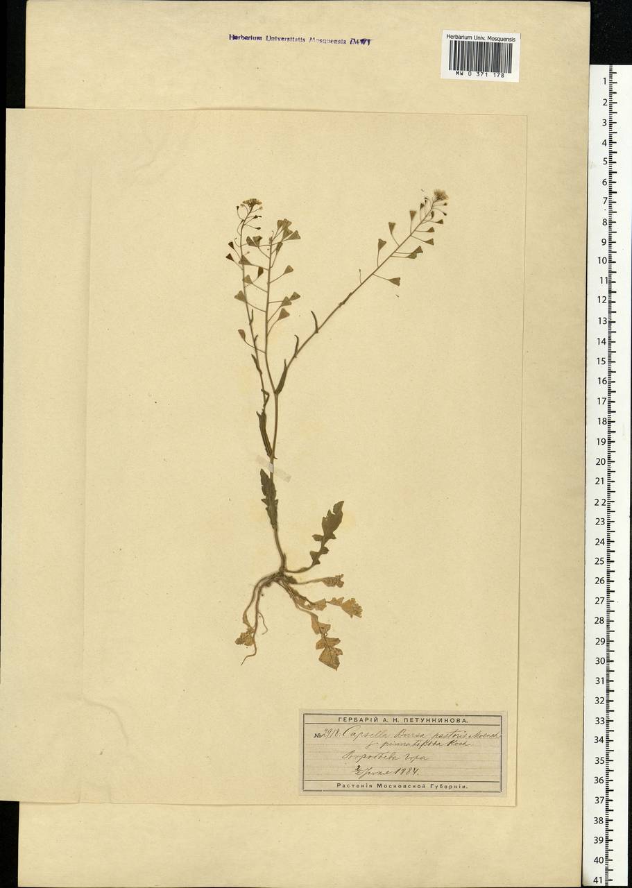 Capsella bursa-pastoris (L.) Medik., Eastern Europe, Moscow region (E4a) (Russia)