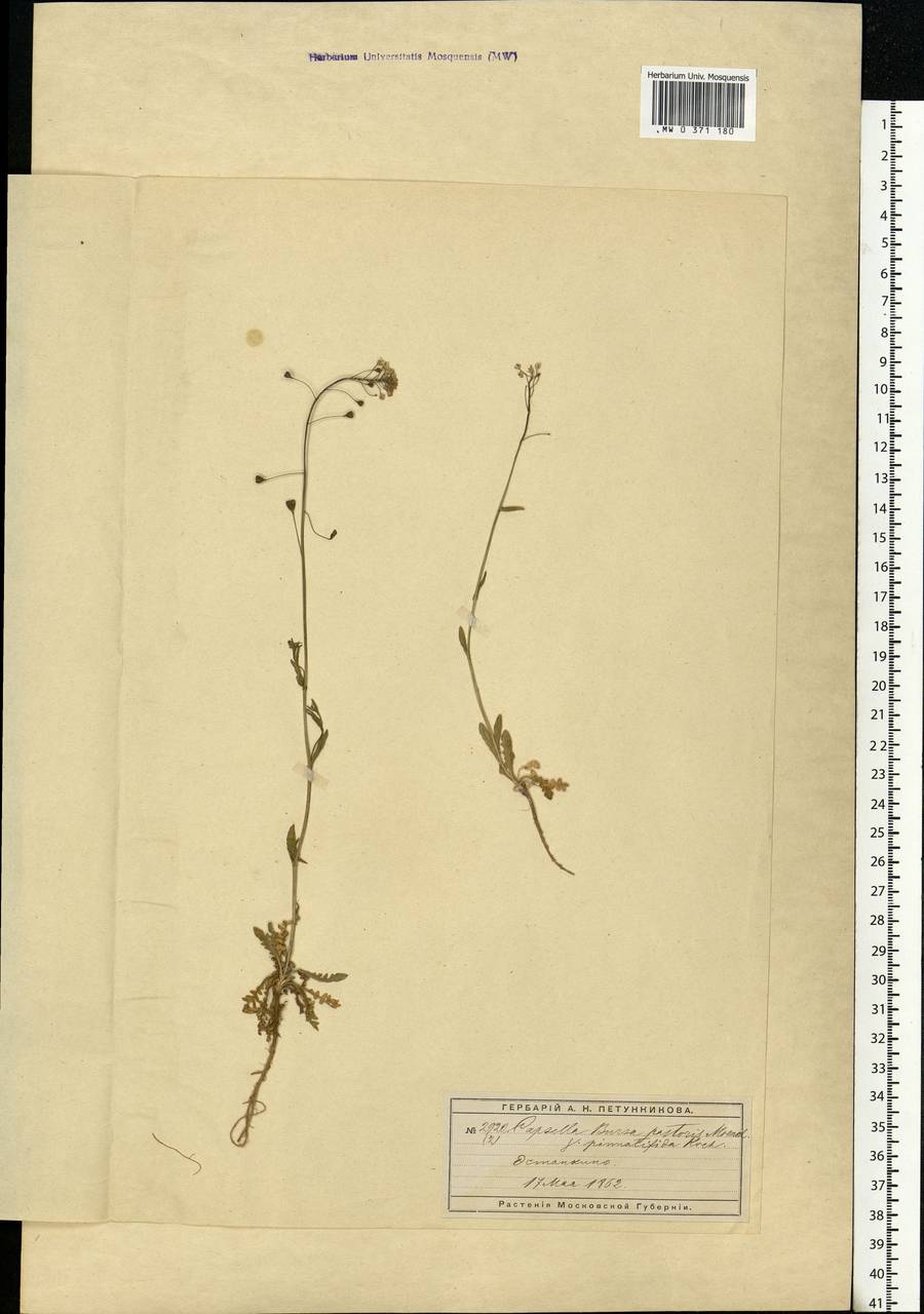 Capsella bursa-pastoris (L.) Medik., Eastern Europe, Moscow region (E4a) (Russia)