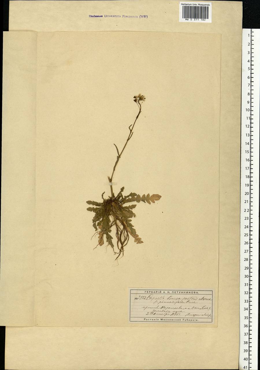Capsella bursa-pastoris (L.) Medik., Eastern Europe, Moscow region (E4a) (Russia)