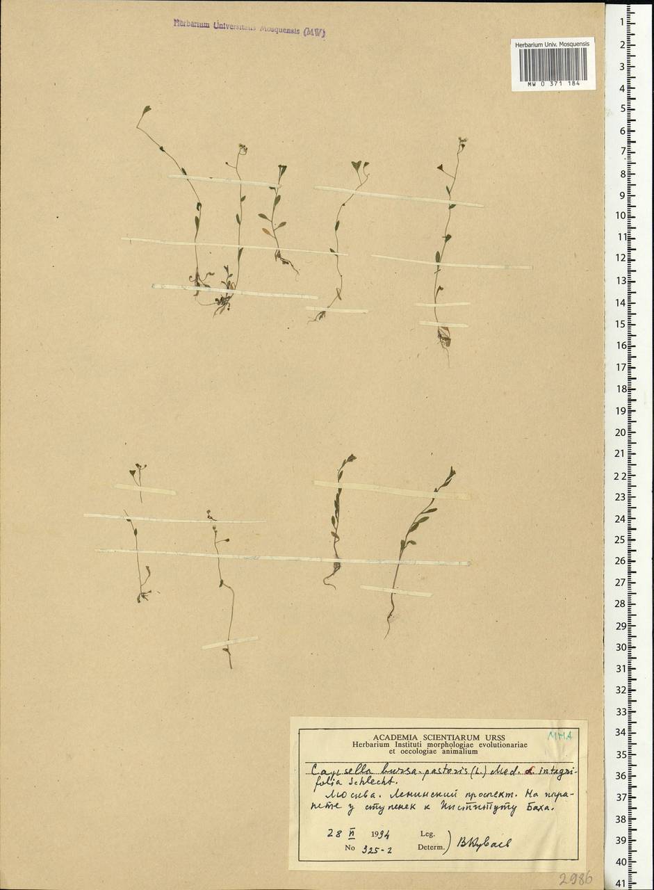 Capsella bursa-pastoris (L.) Medik., Eastern Europe, Moscow region (E4a) (Russia)